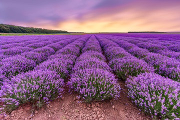 Fototapeta na wymiar Lavender field. Beautiful lavender blooming scented flowers with dramatic sky.