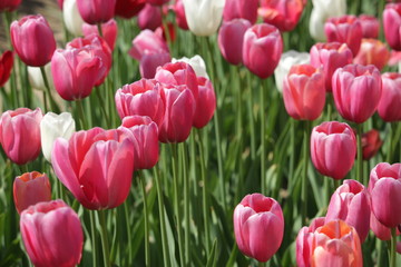 Campo di tulipani