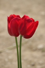 Tulipani rossi