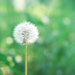 White fluffy dandelion, blurred natural green background.