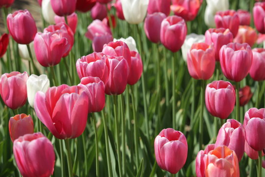 Campo di tulipani