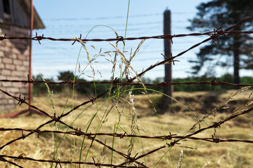 Grasses on barbed wire.