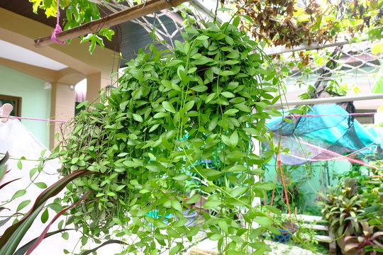 Green dave plant