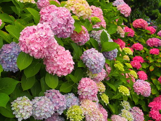 カラフルな紫陽花