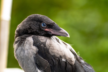 Rabe - Krähe - Crow
