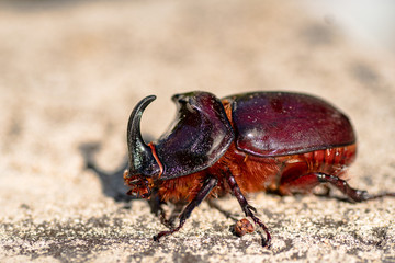 Rhinocerosbeetle
