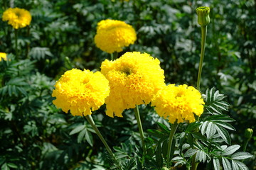 Big beautiful marigold flower