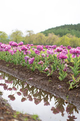 Group of colorful tulip in the flower field with reflection.
