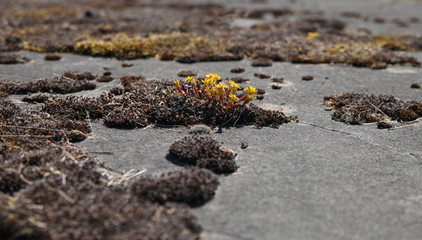  Plants are growing on concrete road.