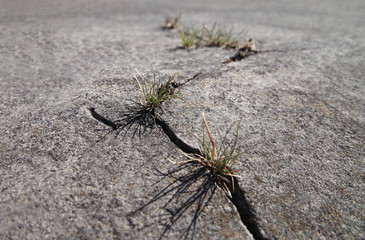 Grass growing on concrete surface.