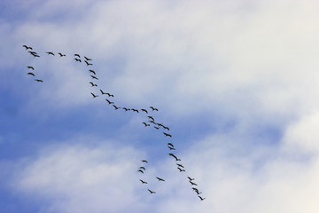 vogelzug formation himmel