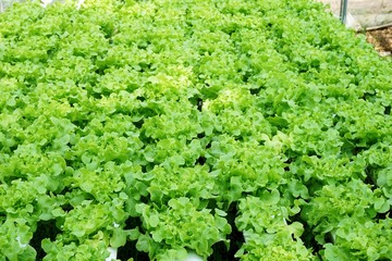 close up organic hydroponic vegetable in country farm at Thailand