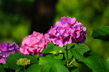 Hydrangea in the evening　夕方のアジサイ