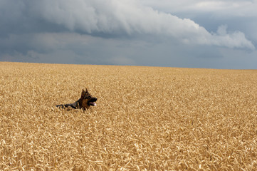 Fototapeta na wymiar German shepherd dog at grain field