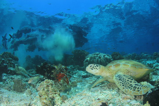 Green Turtle on coral reef 