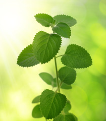 Fototapeta na wymiar Indian borage ( Plectranthus amboinicus ) aromatic medicinal herb on green natural background.