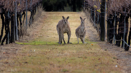Kangaroos amongst the grape vines.