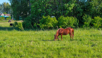 Horses grazing is green pasture.