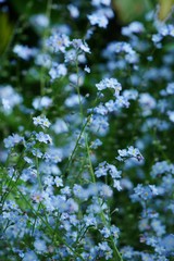 Cloud of blue forget-me-not flowers (myosotis sylvatica)
