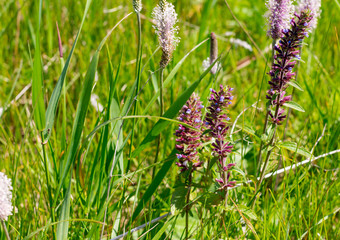 Blooming purple wild flowers background with copy space. The concept of blossom and magic of spring