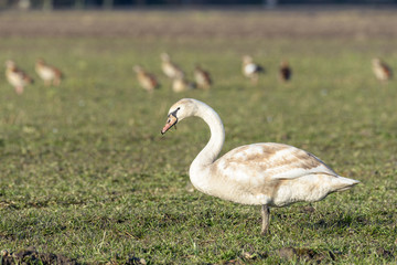 A young mute swan (cygnus olor) is standing in a field with geese in the background