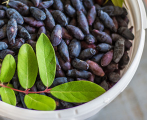Basket of fresh ripe honeysuckle berries