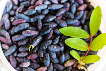Basket of fresh ripe honeysuckle berries