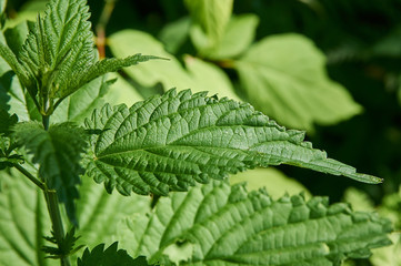Fototapeta na wymiar green nettle leaf closeup on a clear day