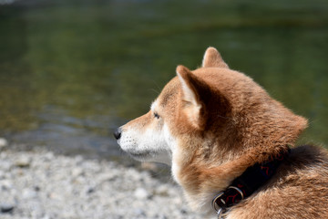 柴犬・川辺・横顔