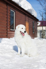Profile Portrait of young Maremmano Abruzzese guard dog sitting in the snow in the yard. Big white fluffy dog