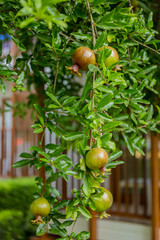 Branch with pomegranate fruits. City Of Kemer, Turkey.