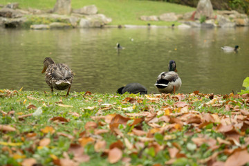 Many wild ducks out in the park