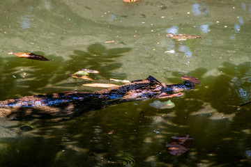 Spectacled caiman (Caiman crocodilus) in a pond near La Fortuna, Costa Rica