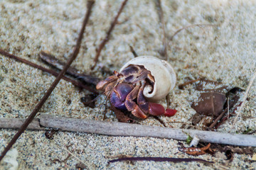Hermit crab in Cahuita National Park, Costa Rica