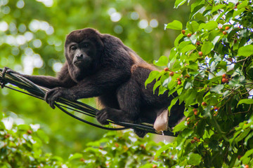 Howler monkey peeing on a cable in Cahuita National Park, Costa Rica