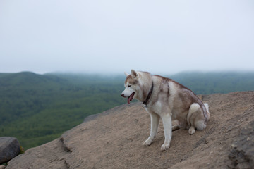 Portrait of gorgeous beige and white Siberian Husky dog sitting at the top of a mountain in foggy and cloudy weather and observing the valley