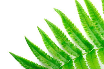 Fresh Fern branch isolated on a white background
