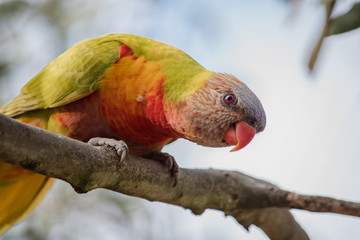Rainbow Lorikeet perched on a branch and bending down to look at camera