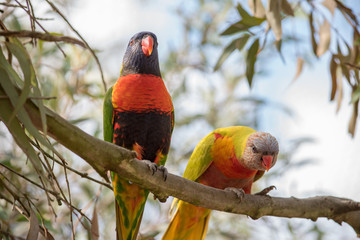Two rainbow lorikeets sitting in a tree