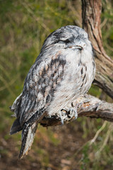 Tawny Frogmouth asleep in a tree