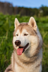 Close-up image of serious dog breed siberian husky in the forest on a sunny day. Profile Portrait of husky dog on green grass background