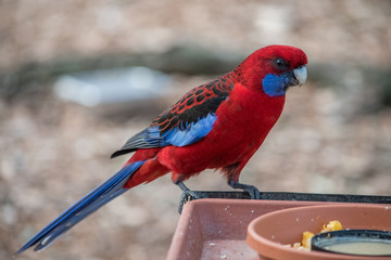 Rosella perched on a feeding tray