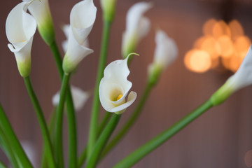 white flower wedding event party elegant simple clean luxury alive aromatic smell spring bloom