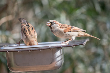 Two small brown birds feeding from a trough