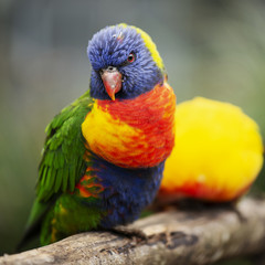 Rainbow lorikeet outside during the day.