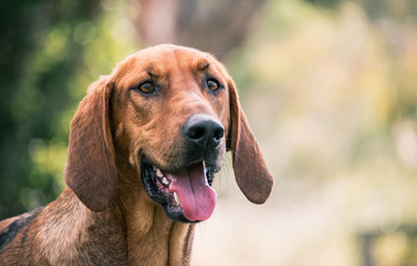 Portrait of a Beagle cross Bloodhound