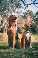 Two dogs that are best friends sitting next to each other in a park