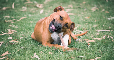 Tanned Staffy dog chewing happily on a stick
