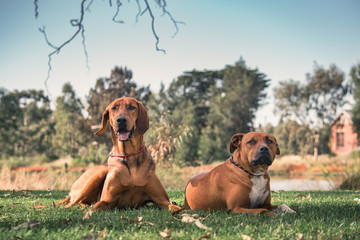 Two tanned coloured dogs laying in the grass at a park by a lake