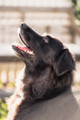 Labrador cross border collie begging for some treats